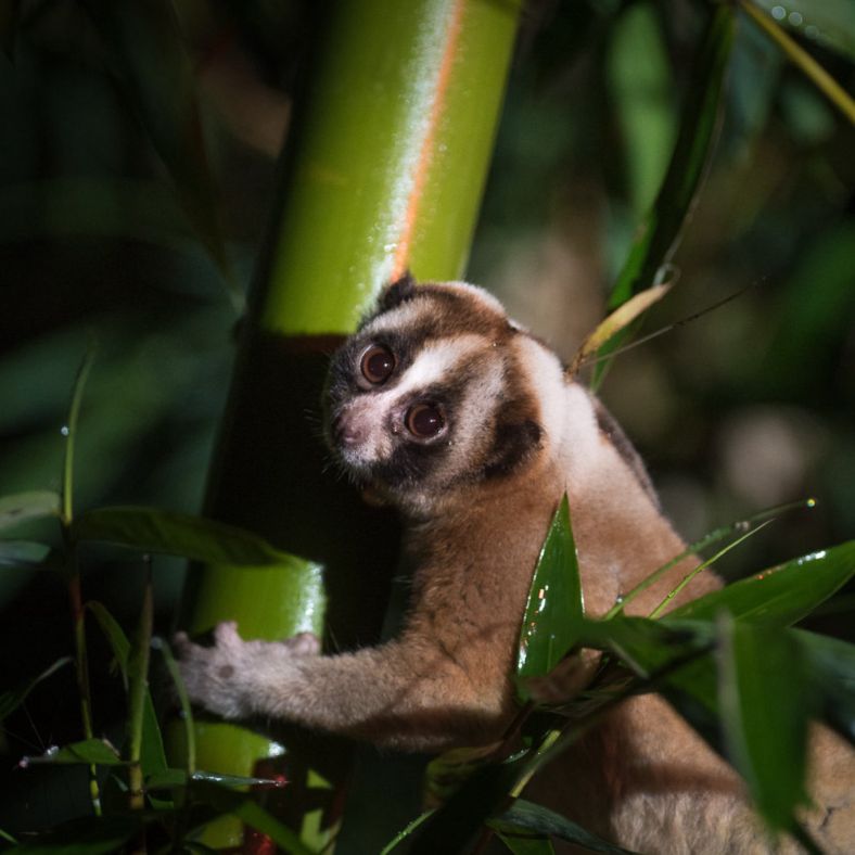 Slow loris