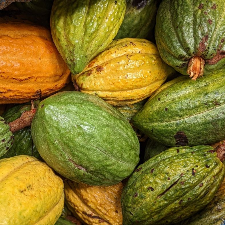 Wild Beniano Cacao